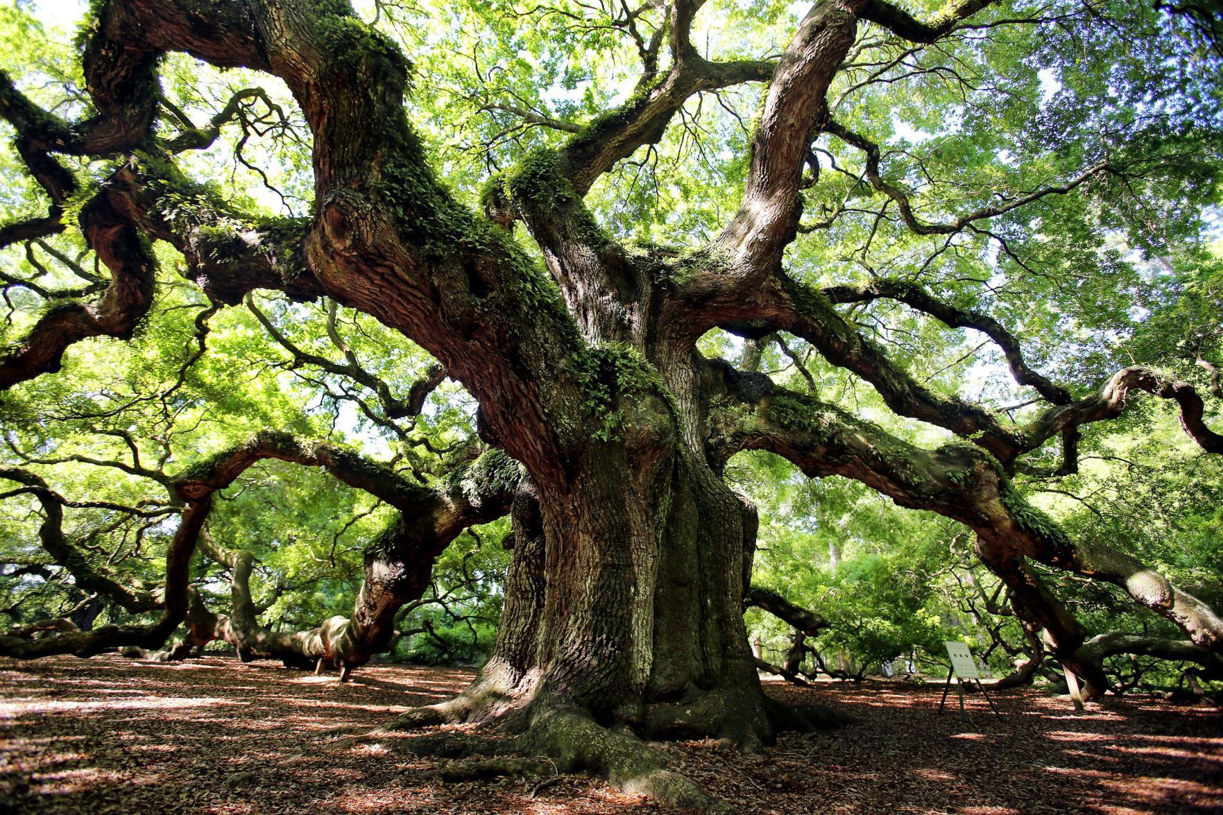 Angel Oak (copy)